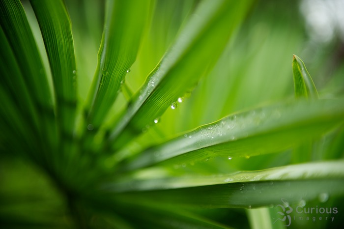 Close up of leaves with water droplets, at Evergreen Arboretum and Gardens in Everett